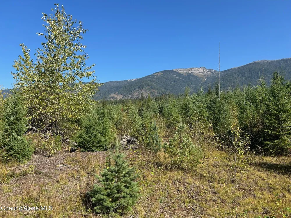 Tract 4 USFS 2294 Clark Fork, ID 83811