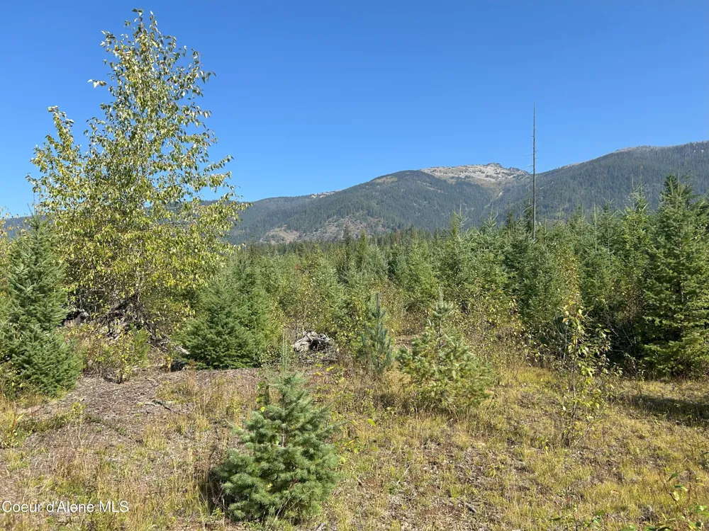 Tract 4 USFS 2294 Clark Fork, ID 83811