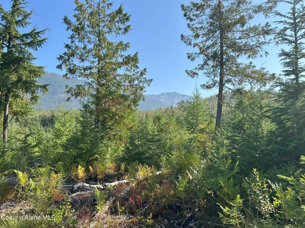 Tract 4 USFS 2294 Clark Fork, ID 83811
