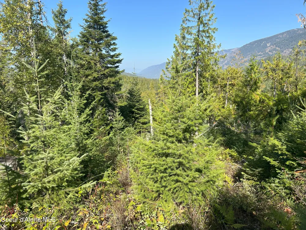 Tract 4 USFS 2294 Clark Fork, ID 83811