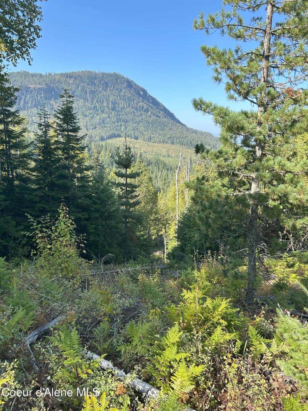 Tract 4 USFS 2294 Clark Fork, ID 83811