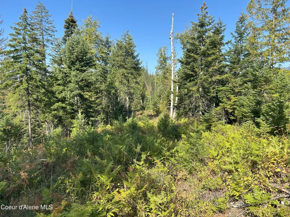 Tract 4 USFS 2294 Clark Fork, ID 83811