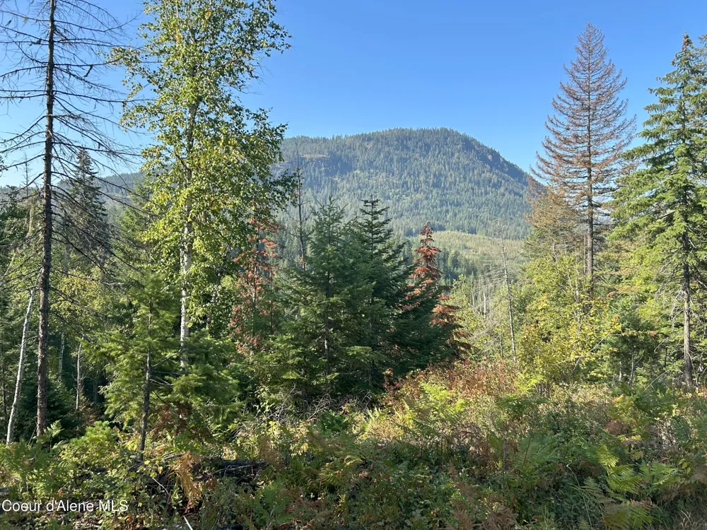 Tract 4 USFS 2294 Clark Fork, ID 83811
