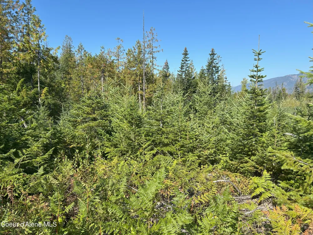 Tract 4 USFS 2294 Clark Fork, ID 83811