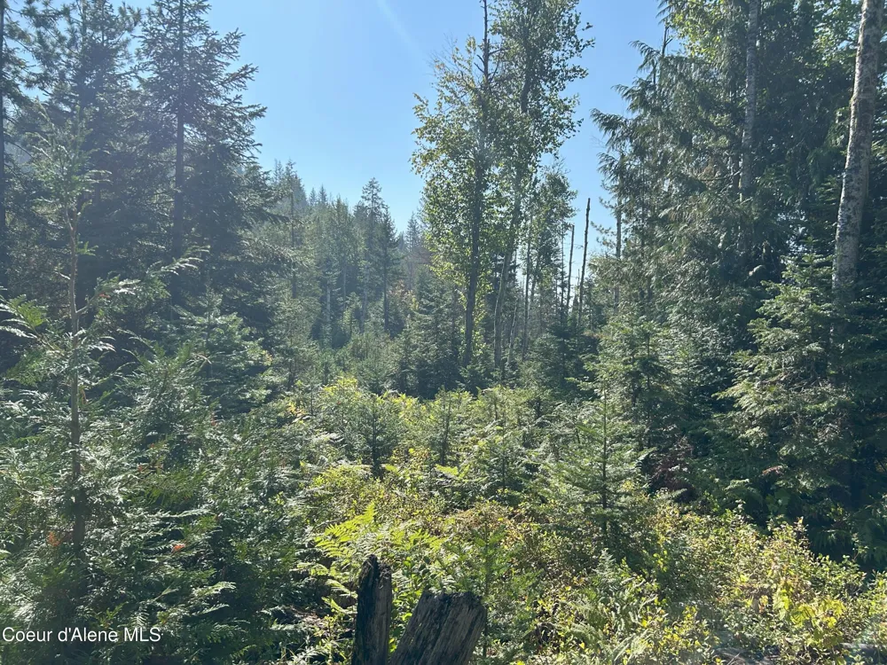 Tract 4 USFS 2294 Clark Fork, ID 83811
