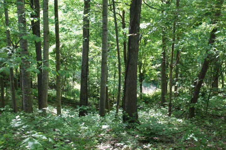 0 Meadows Rd Portland, TN 37148