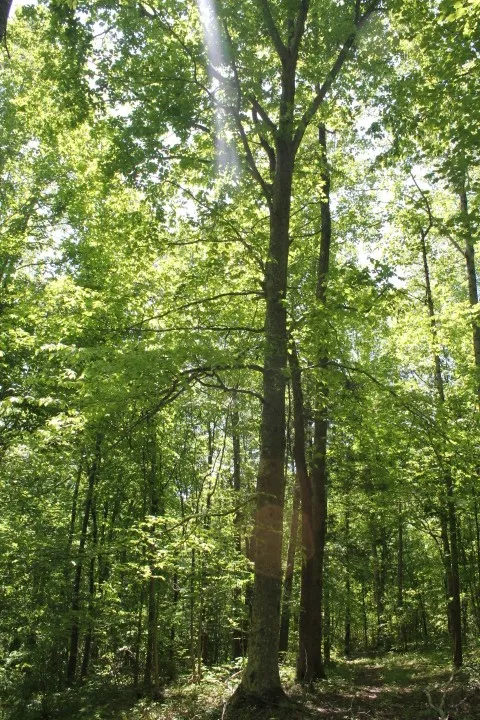 0 Meadows Rd Portland, TN 37148