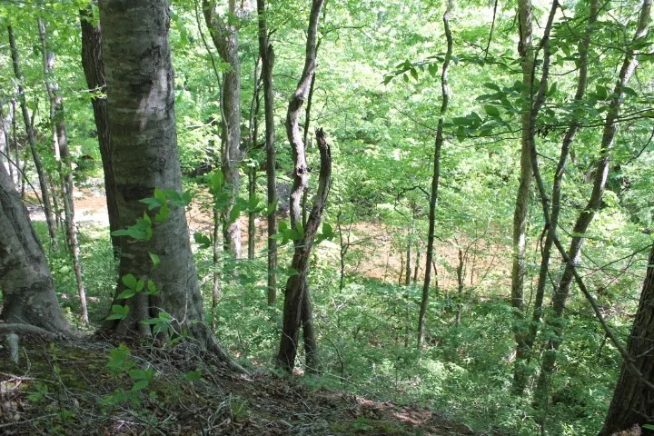 0 Meadows Rd Portland, TN 37148