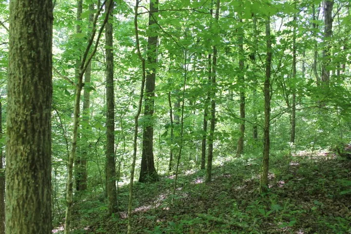 0 Meadows Rd Portland, TN 37148