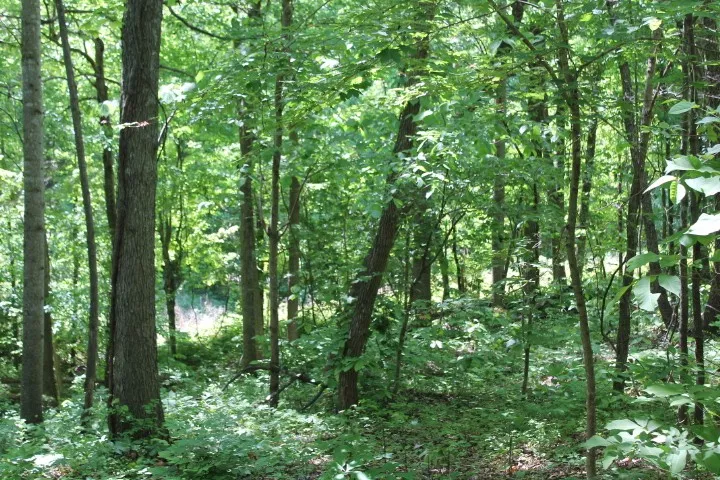 0 Meadows Rd Portland, TN 37148