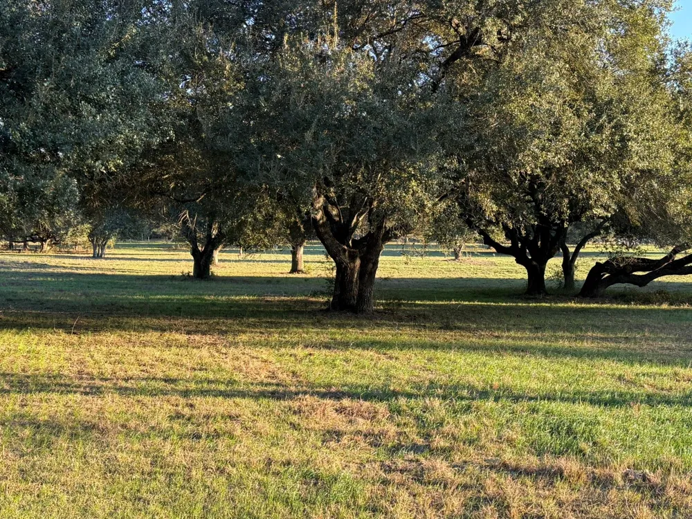 Rubin Lee Road Cat Spring, TX 78933
