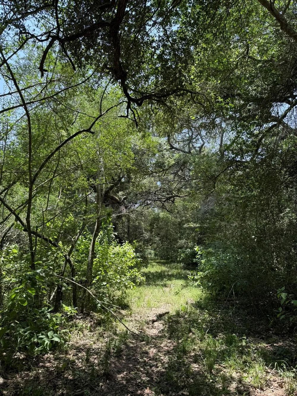 Rubin Lee Road Cat Spring, TX 78933