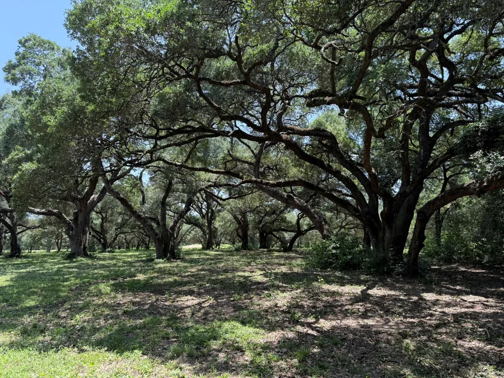 Rubin Lee Road Cat Spring, TX 78933