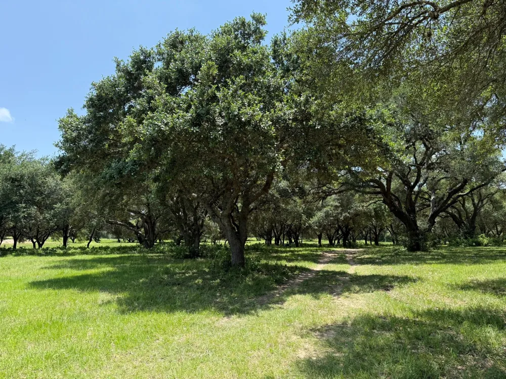 Rubin Lee Road Cat Spring, TX 78933