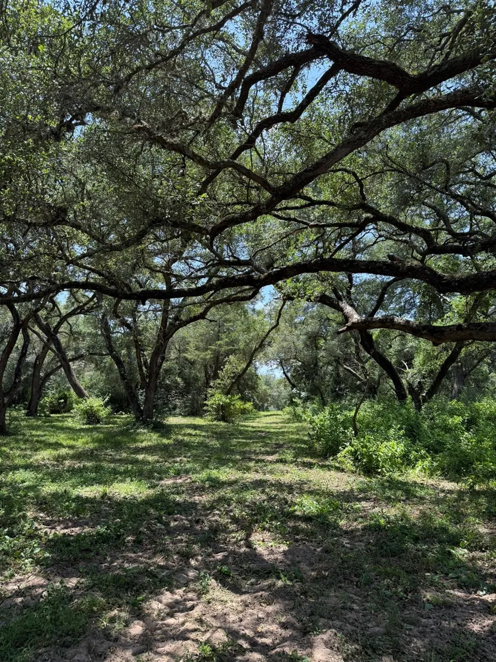 Rubin Lee Road Cat Spring, TX 78933