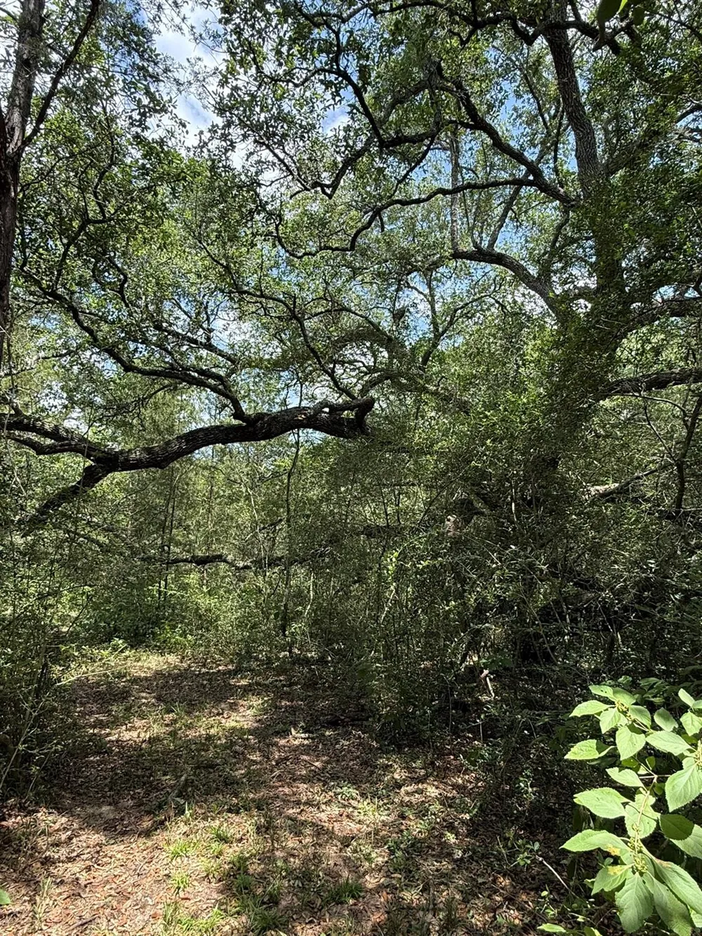 Rubin Lee Road Cat Spring, TX 78933
