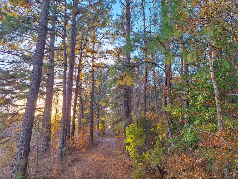 County Road 2920 Hughes Springs, TX 75656