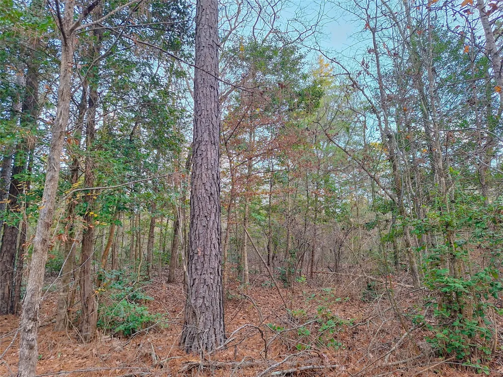 County Road 2920 Hughes Springs, TX 75656
