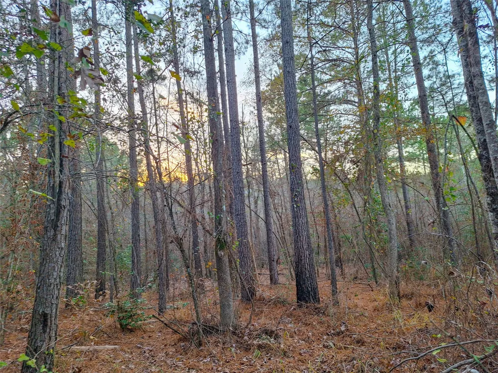 County Road 2920 Hughes Springs, TX 75656