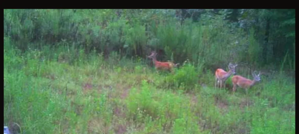 County Road 2920 Hughes Springs, TX 75656