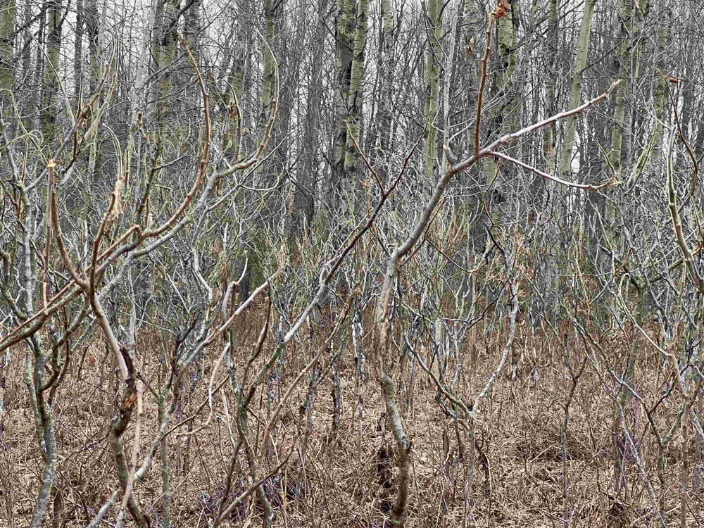 Crestview Drive Clam Lake Township, MI 49601