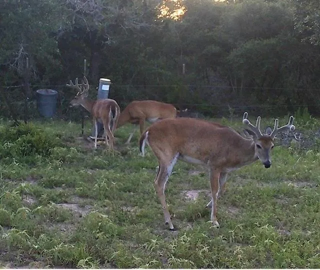 1561 County Road 154 Weimar, TX 78934