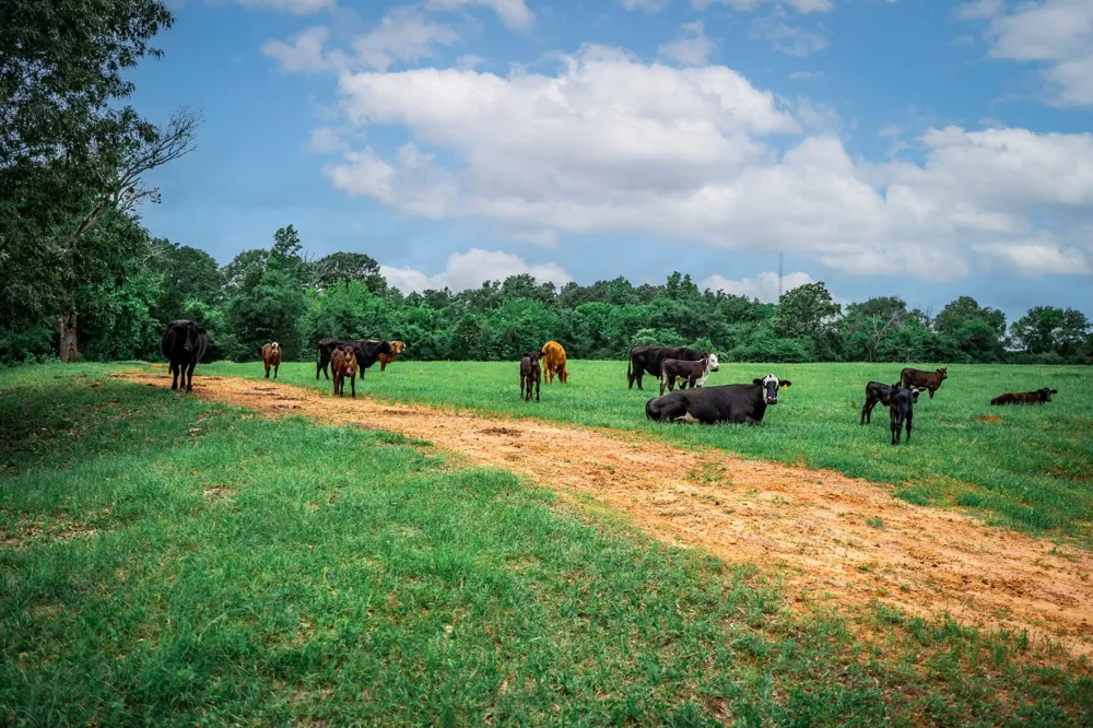 3732 US Highway 84 Palestine, TX 75801