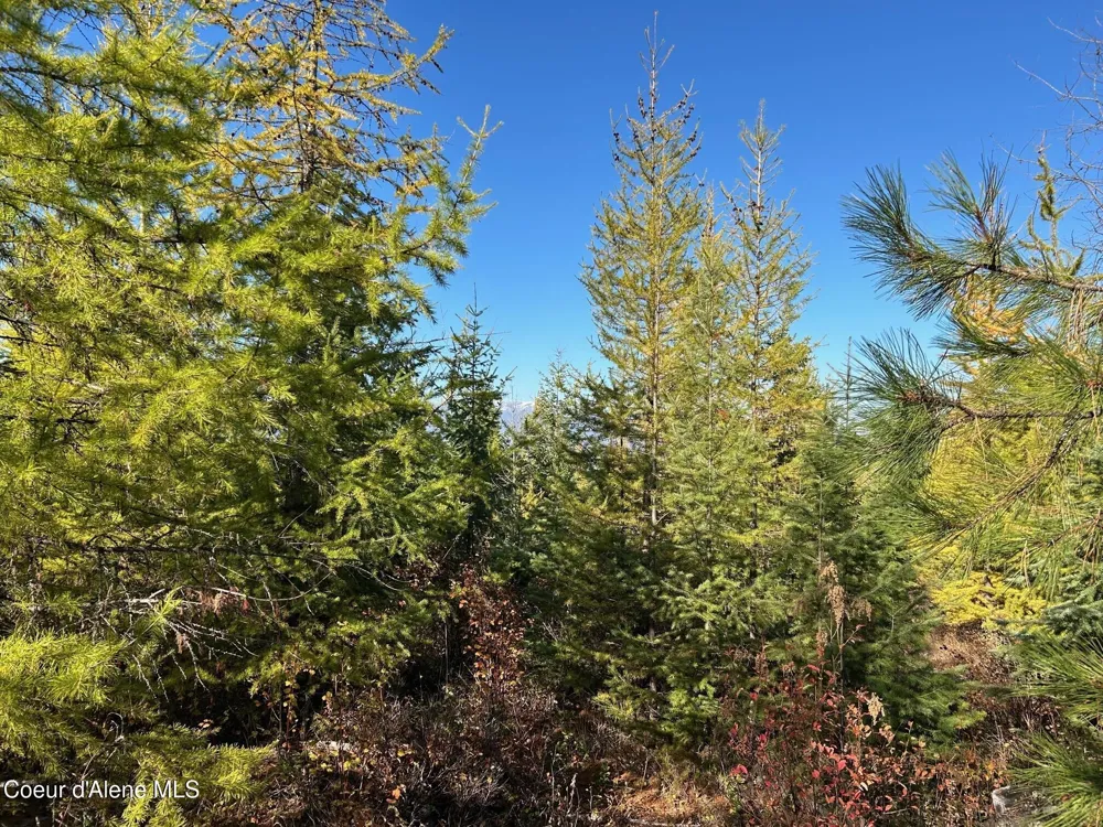 Tract B USFS 2222A Moyie Springs, ID 83845