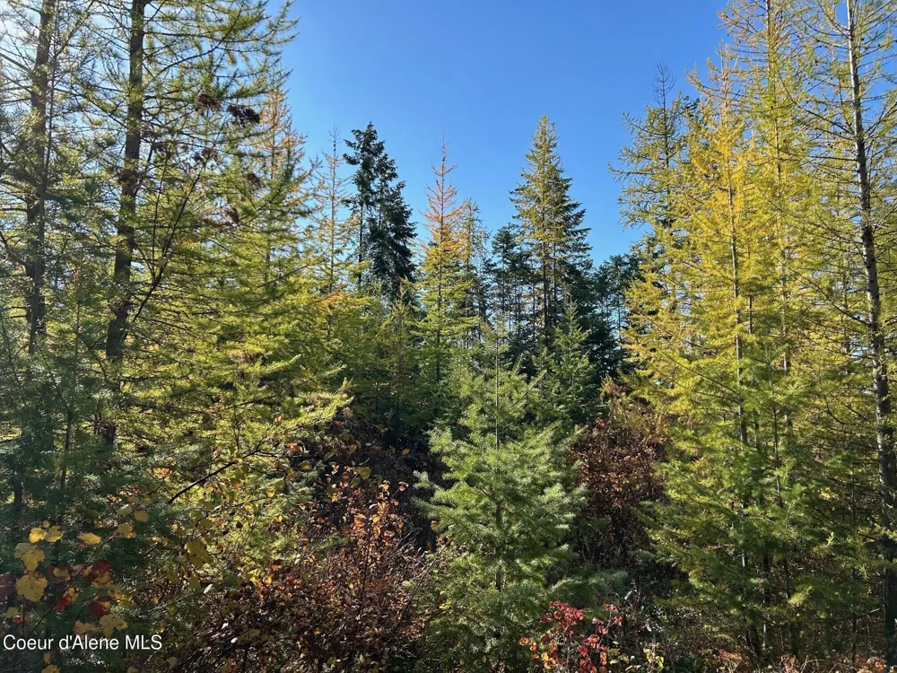 Tract B USFS 2222A Moyie Springs, ID 83845