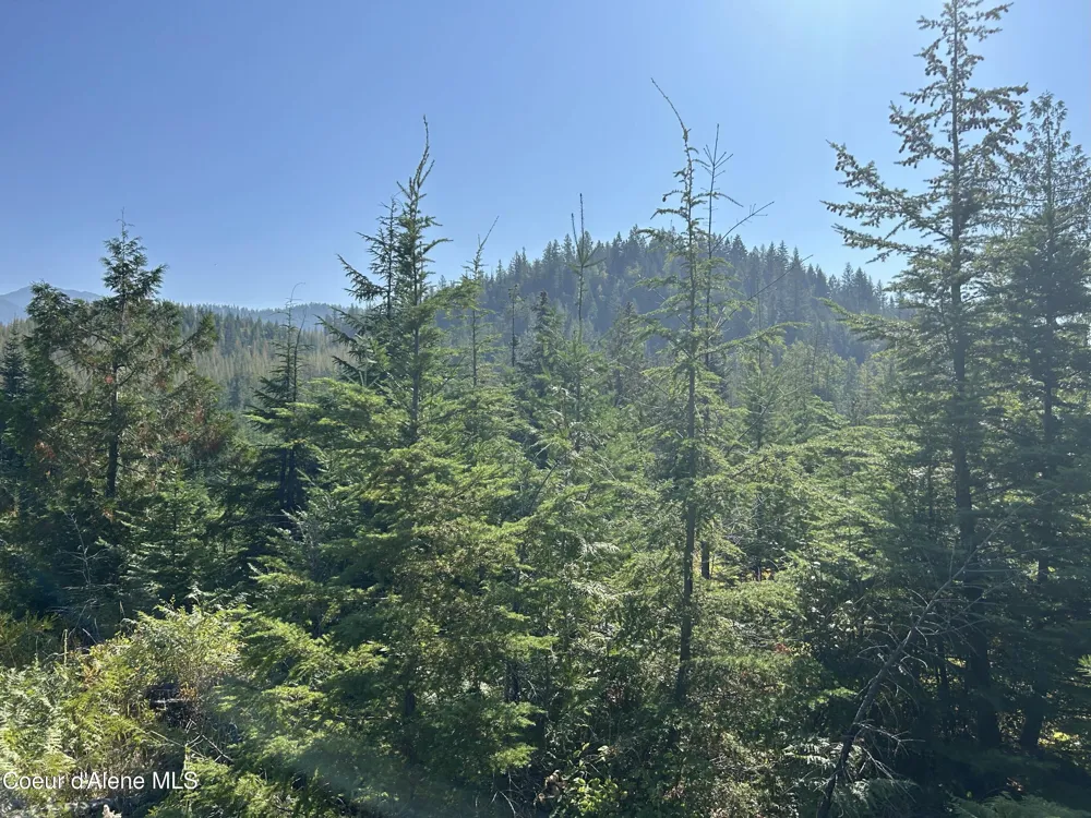 Tract 5 USFS 2294 Clark Fork, ID 83811