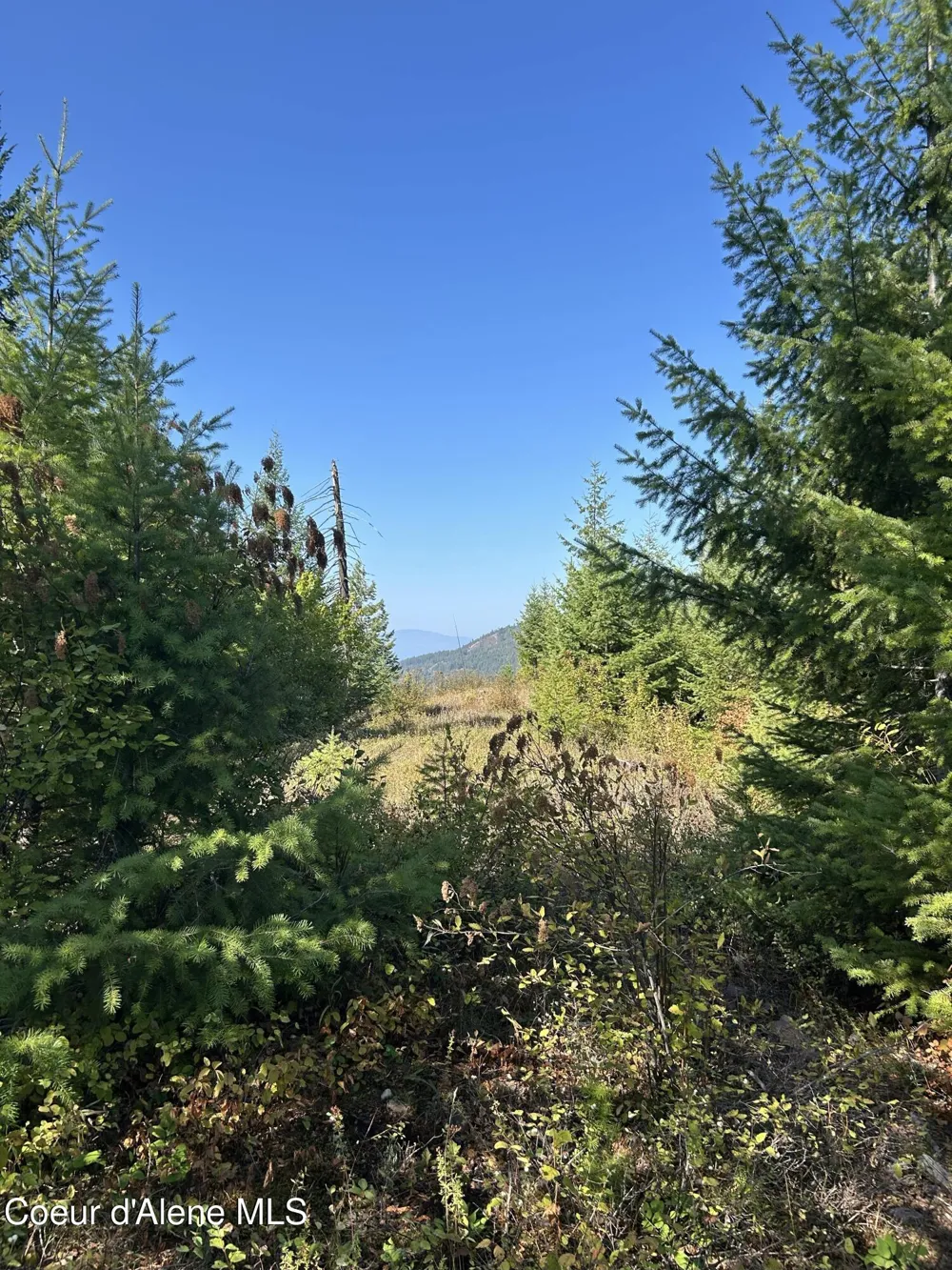 Tract 5 USFS 2294 Clark Fork, ID 83811