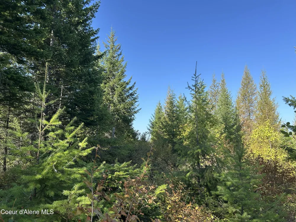 Tract 5 USFS 2294 Clark Fork, ID 83811