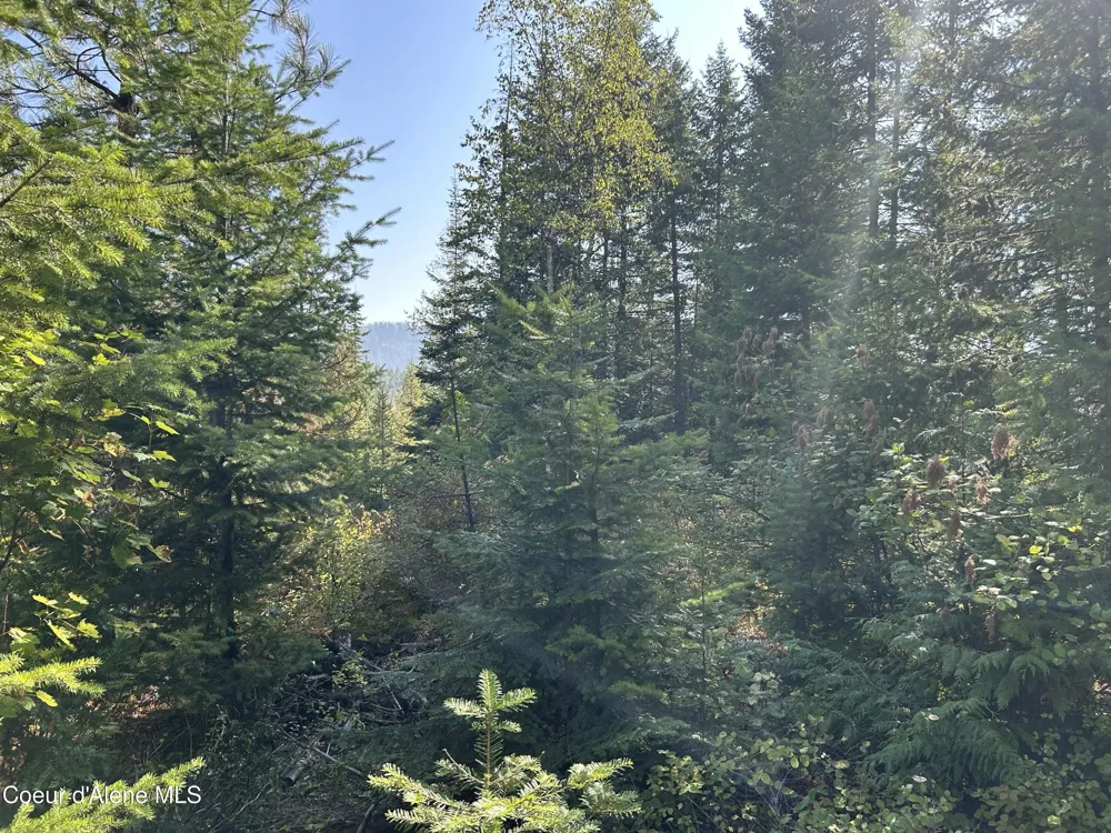 Tract 5 USFS 2294 Clark Fork, ID 83811