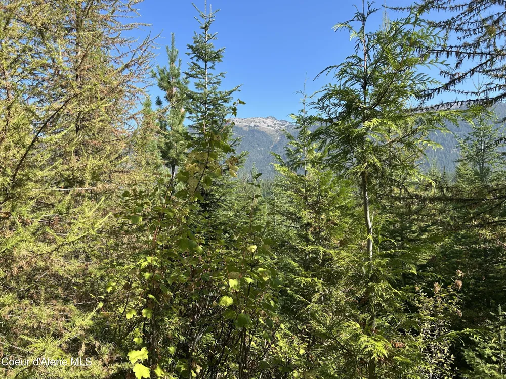 Tract 5 USFS 2294 Clark Fork, ID 83811