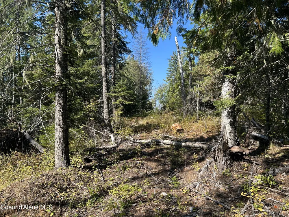 Tract 5 USFS 2294 Clark Fork, ID 83811