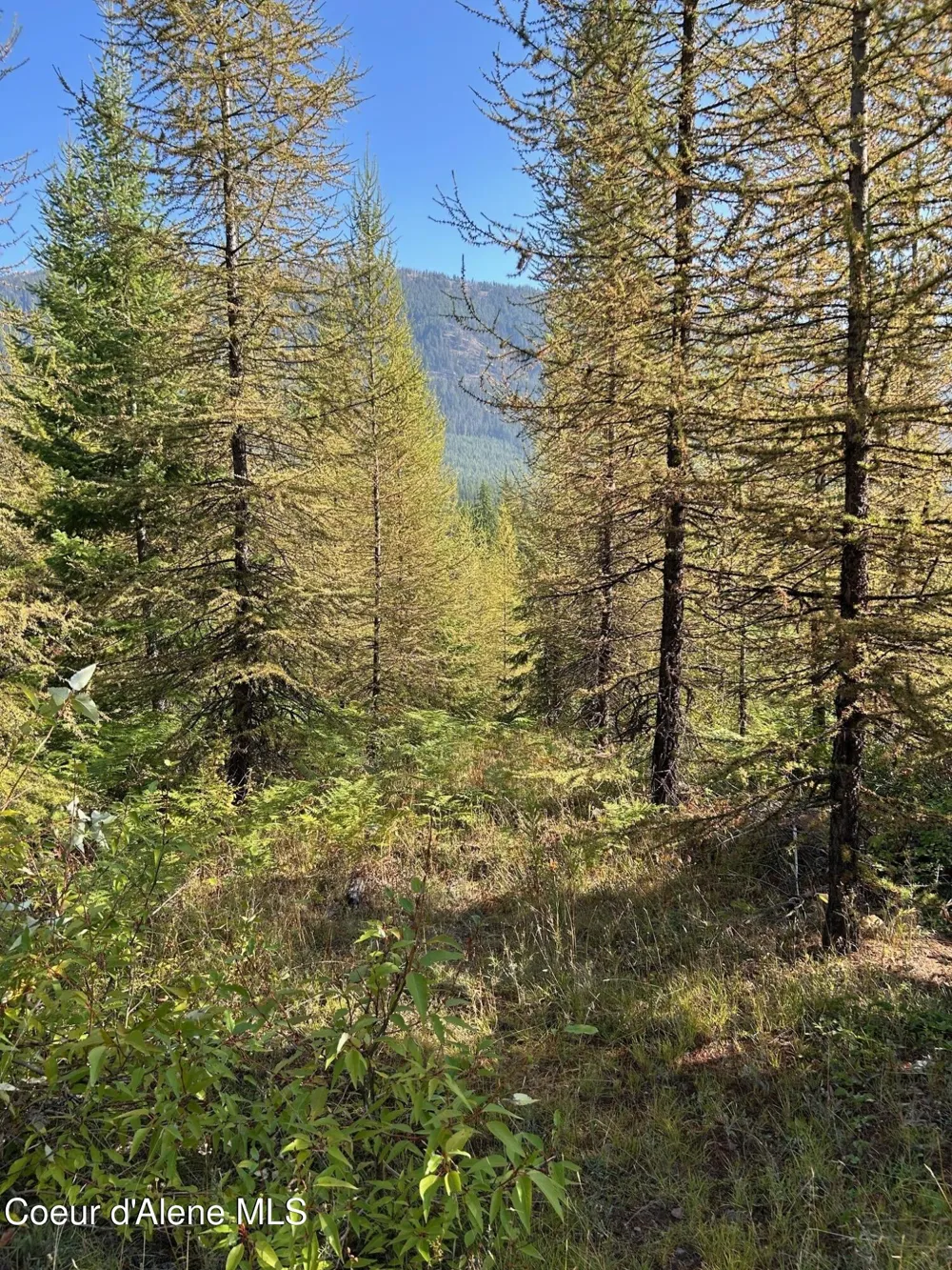 Tract 6 USFS 2294 Clark Fork, ID 83811