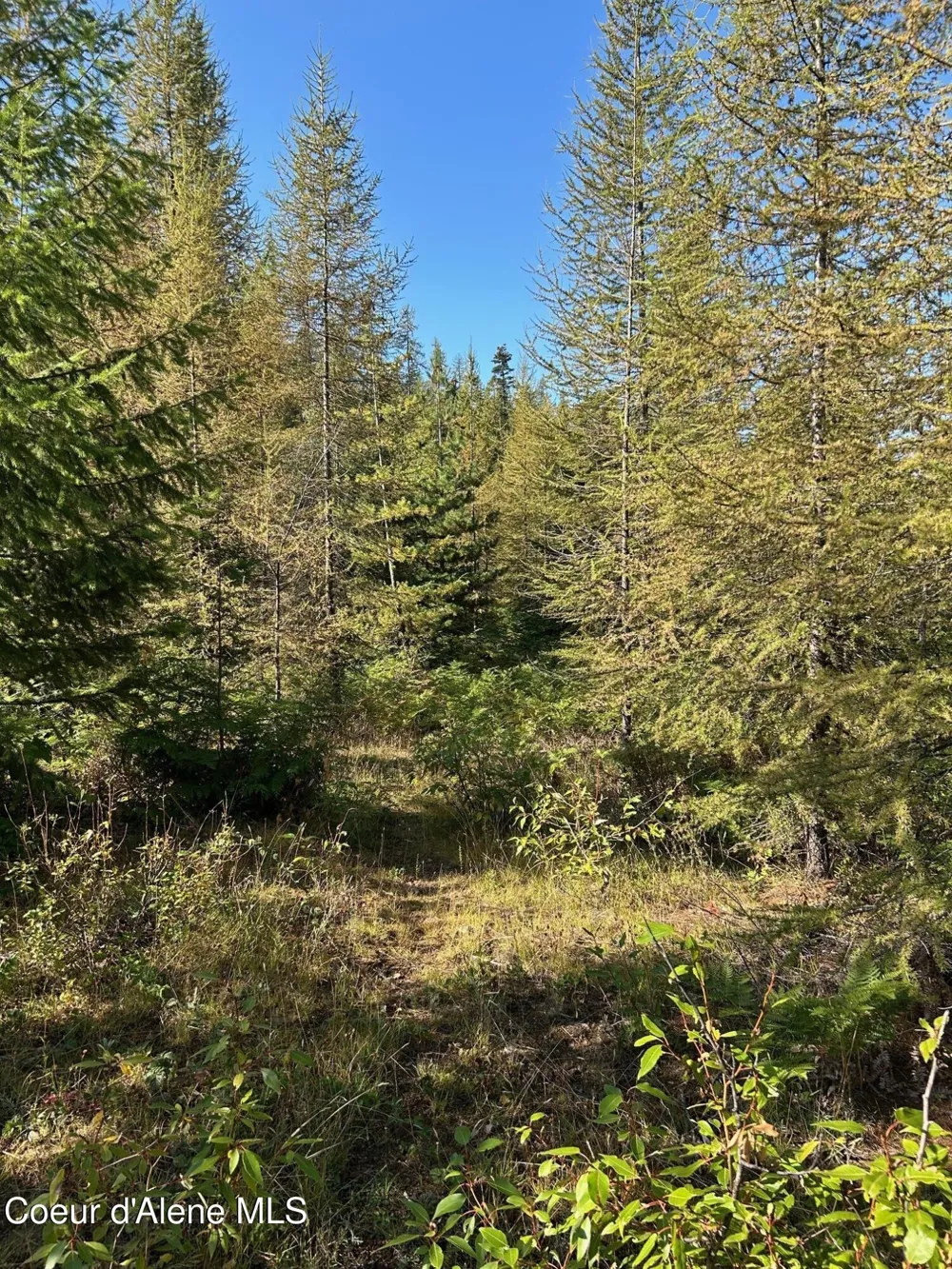 Tract 6 USFS 2294 Clark Fork, ID 83811