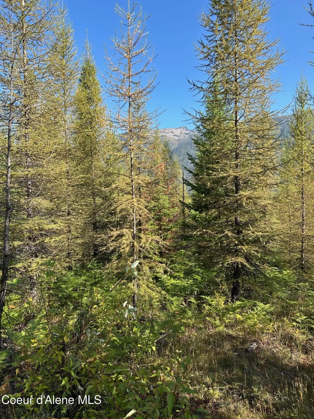 Tract 6 USFS 2294 Clark Fork, ID 83811