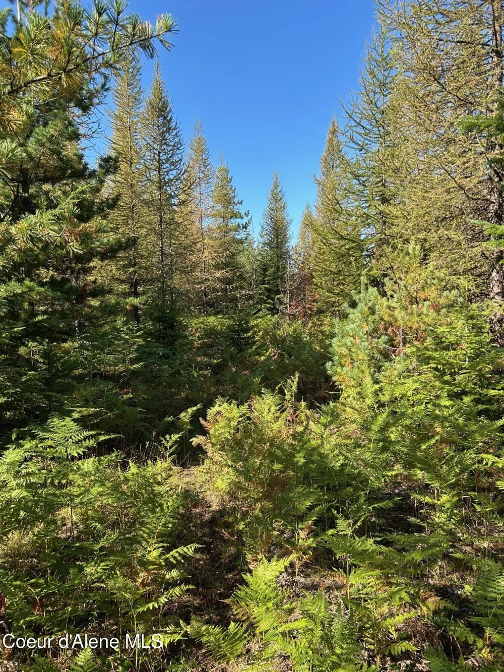 Tract 6 USFS 2294 Clark Fork, ID 83811