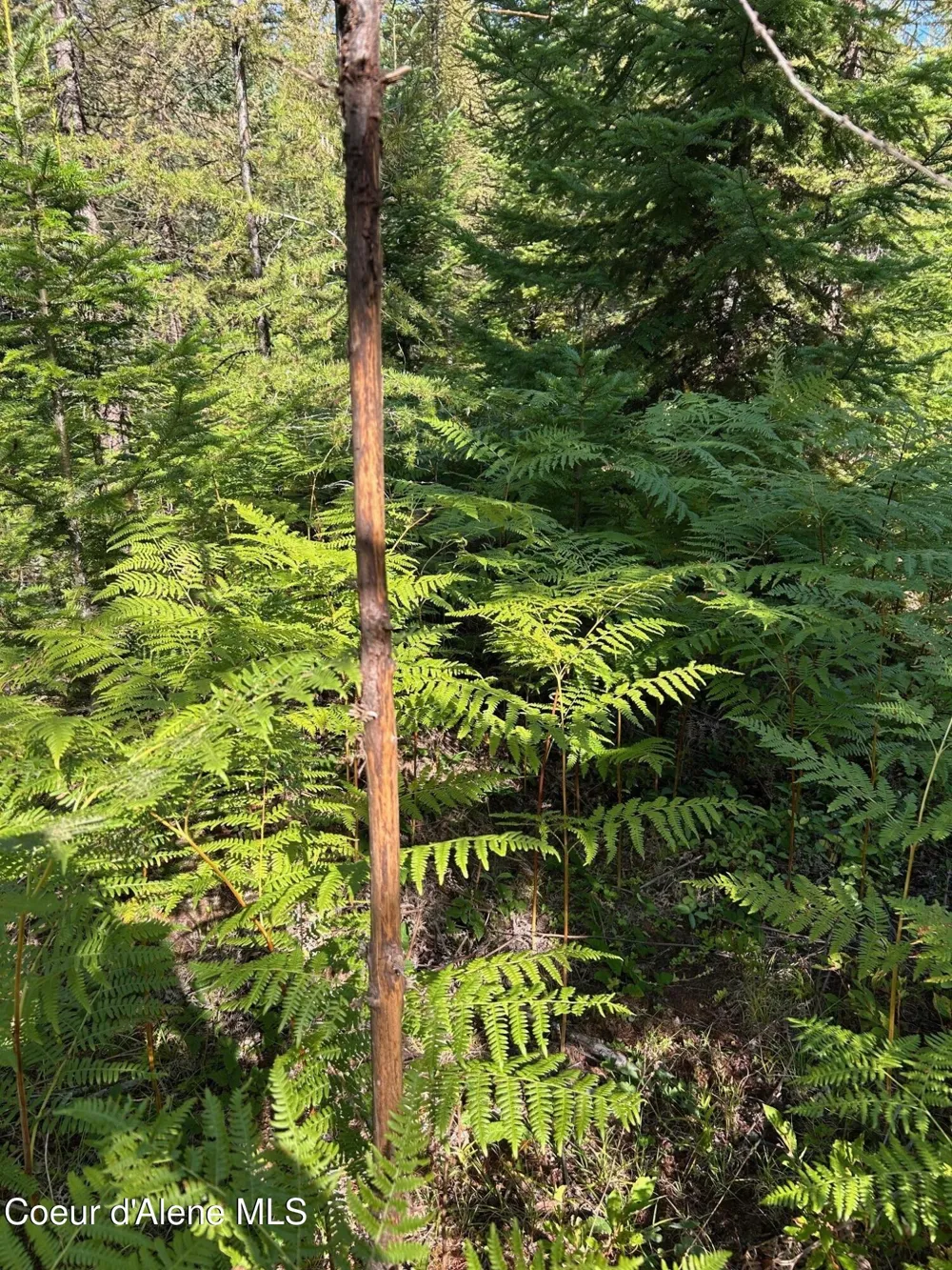 Tract 6 USFS 2294 Clark Fork, ID 83811