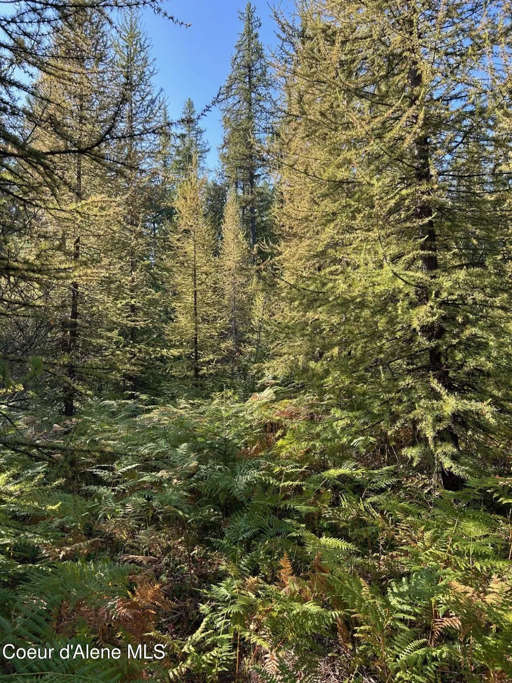 Tract 6 USFS 2294 Clark Fork, ID 83811