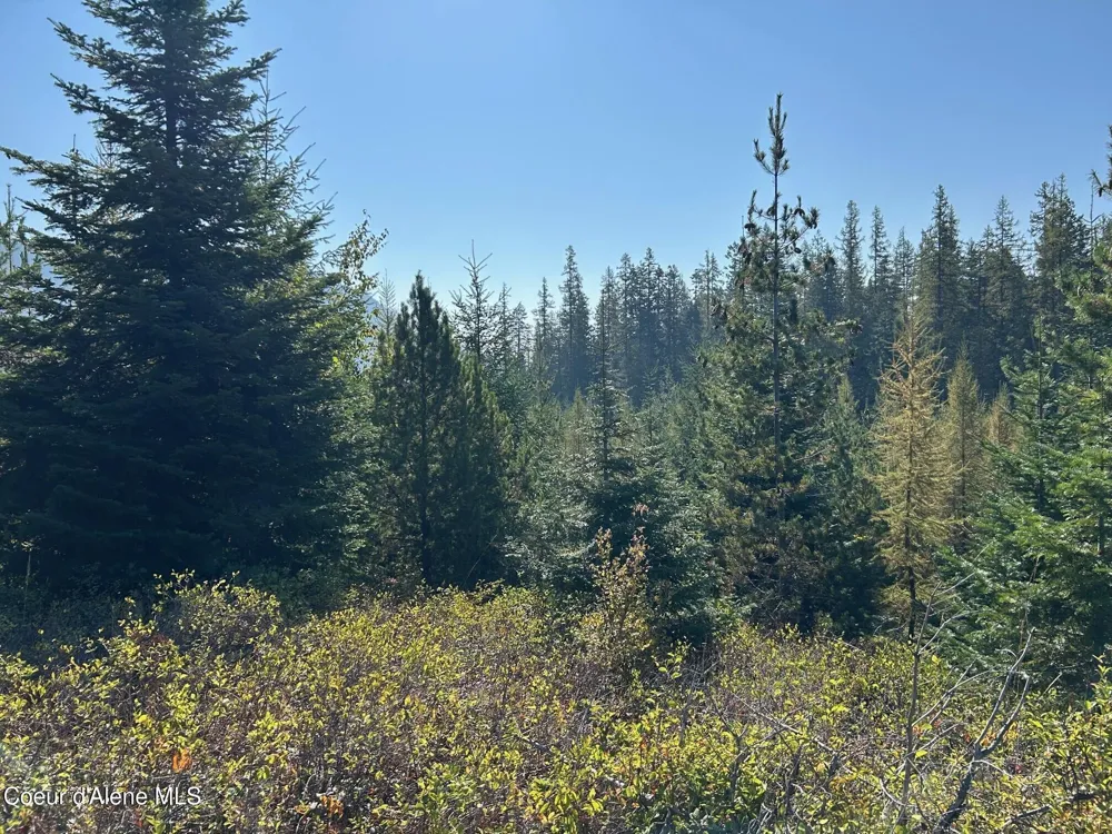 Tract 6 USFS 2294 Clark Fork, ID 83811