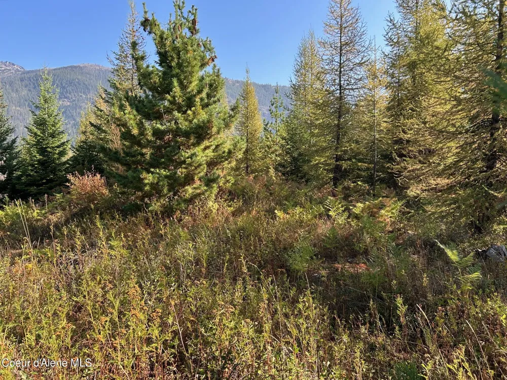 Tract 6 USFS 2294 Clark Fork, ID 83811
