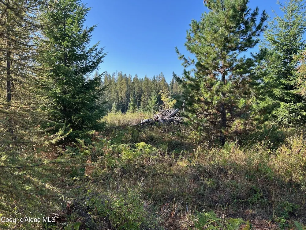 Tract 6 USFS 2294 Clark Fork, ID 83811