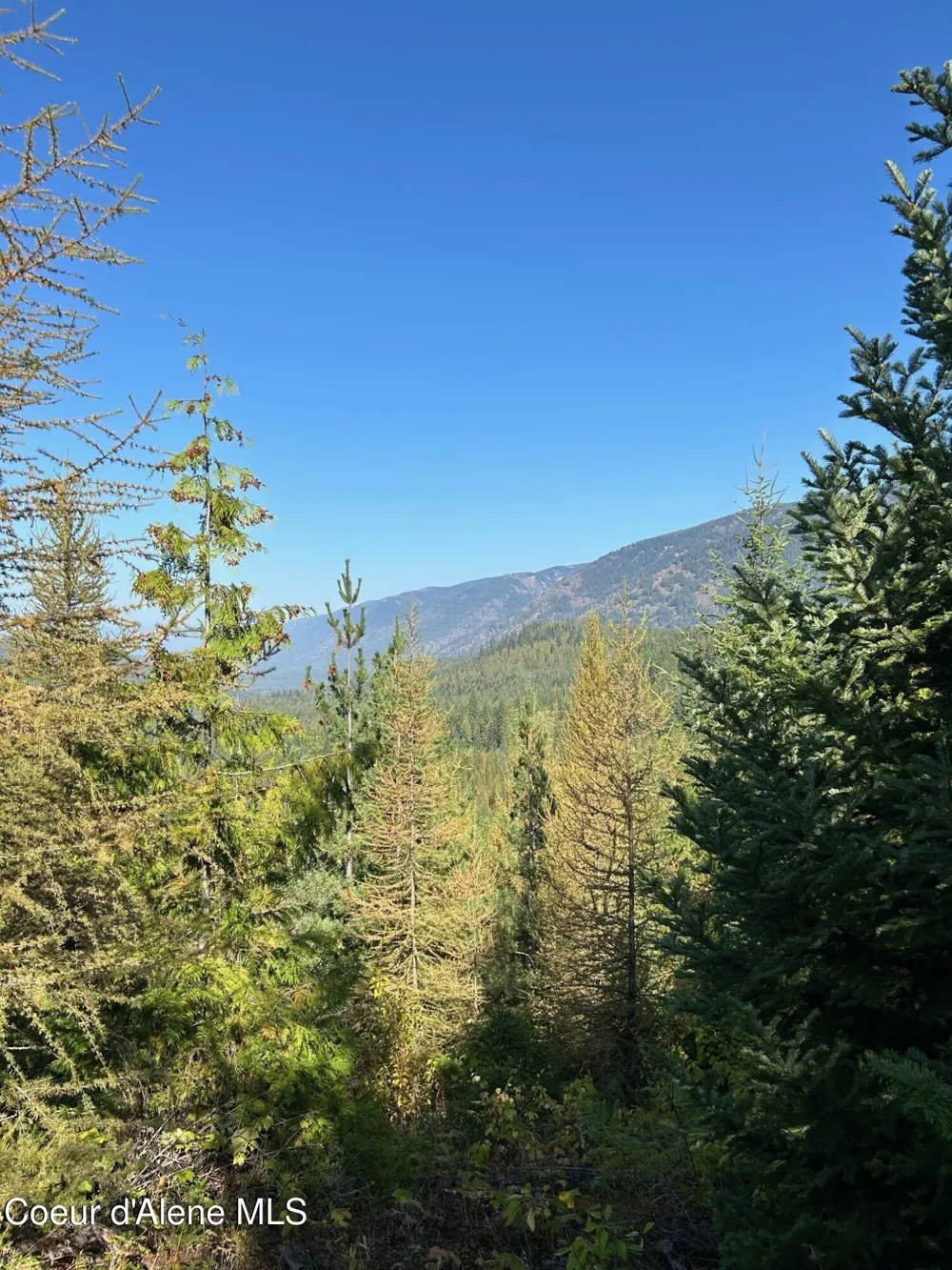 Tract 6 USFS 2294 Clark Fork, ID 83811