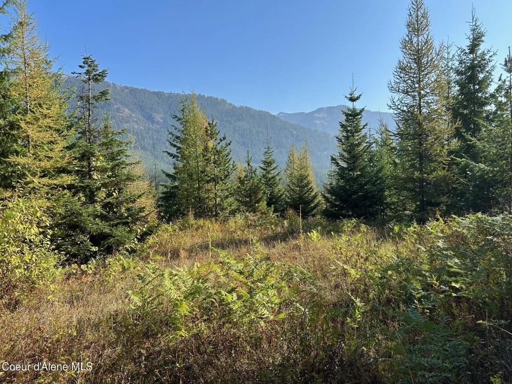 Tract 6 USFS 2294 Clark Fork, ID 83811