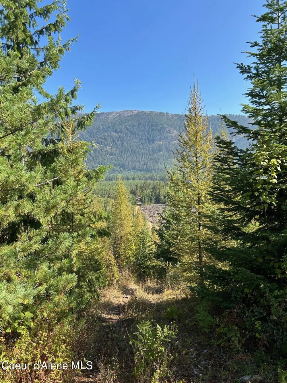 Tract 6 USFS 2294 Clark Fork, ID 83811