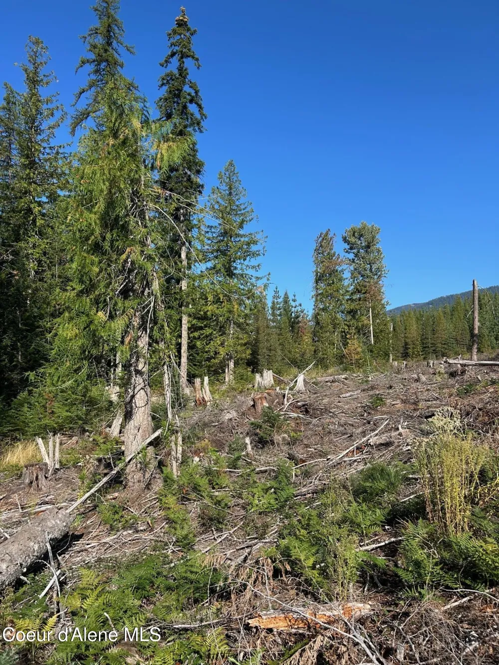 Tract 7 USFS 2294 Clark Fork, ID 83811