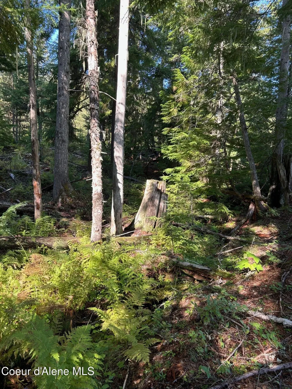 Tract 7 USFS 2294 Clark Fork, ID 83811