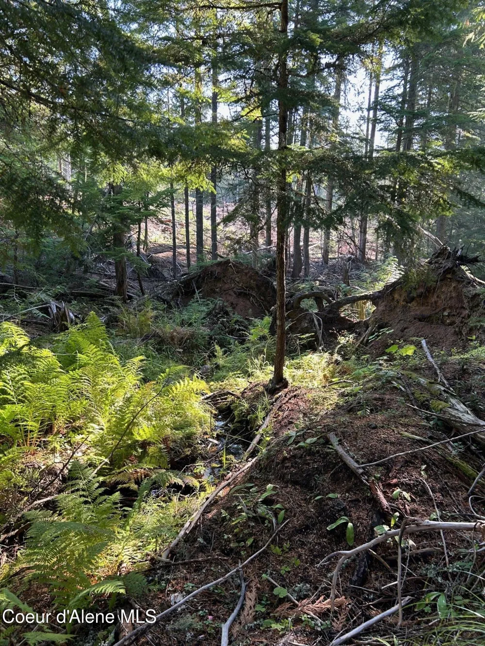 Tract 7 USFS 2294 Clark Fork, ID 83811